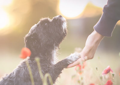 Lieblingshund-Training™